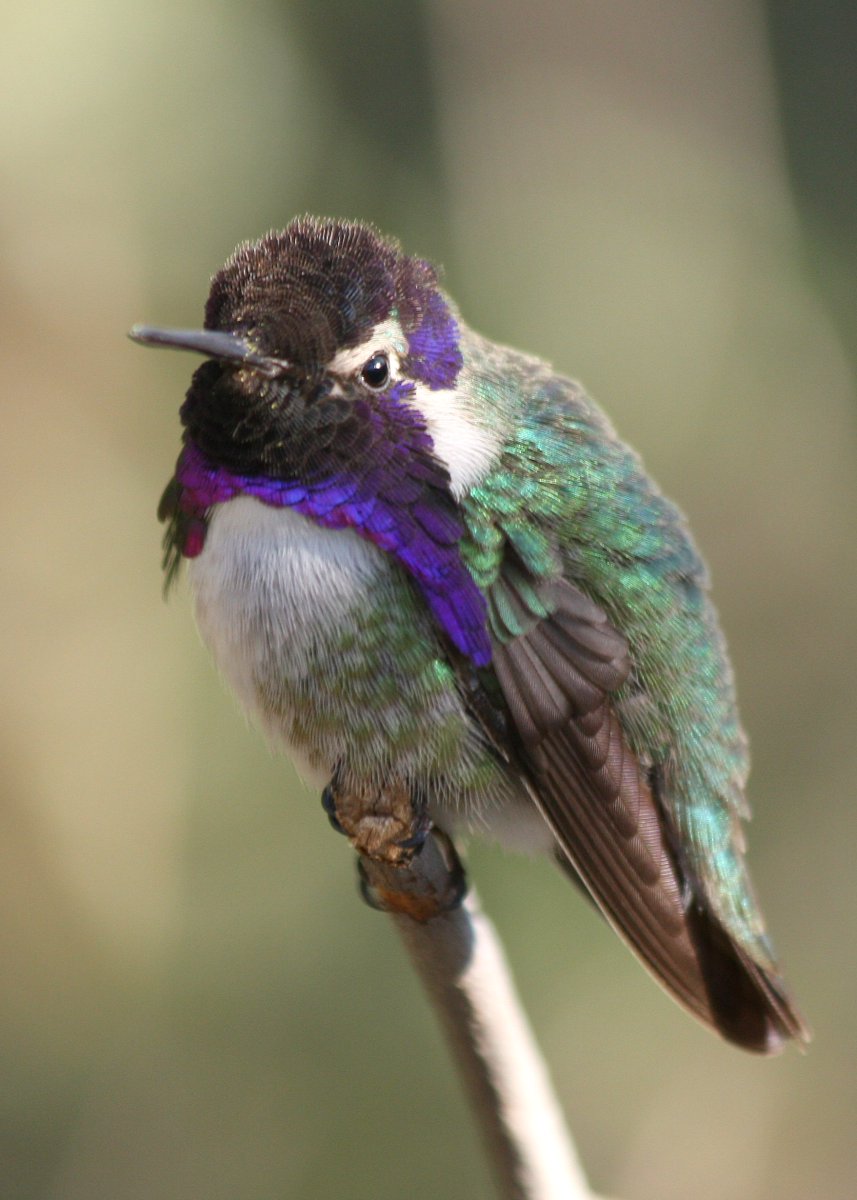 Flashy and purple? Hot moves and killer vocals? It's the Costa's hummingbird. The male Costa's shows a female he's got the look by flying loops around her and then performing a series of dives while singing a high pitched whistling song.

Photo: courtesy James N Stuart