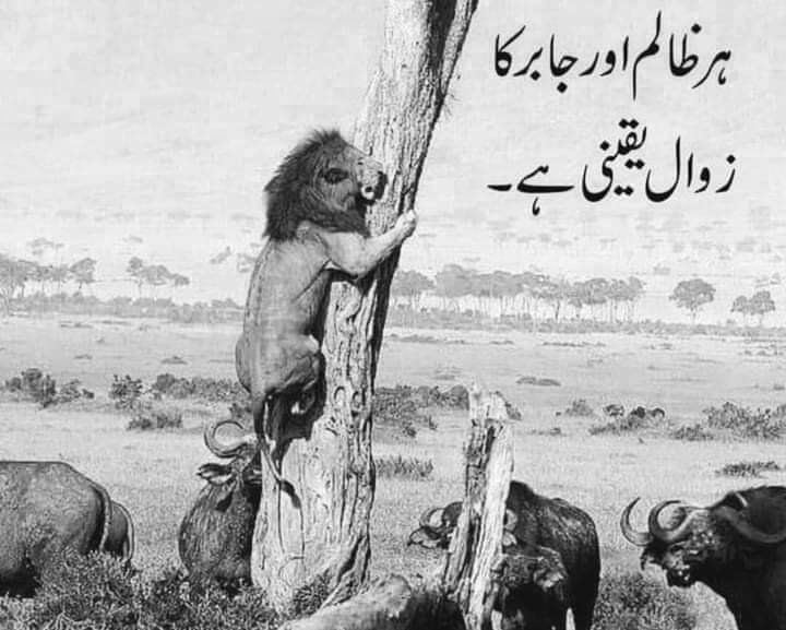 Ali Raza tweet media