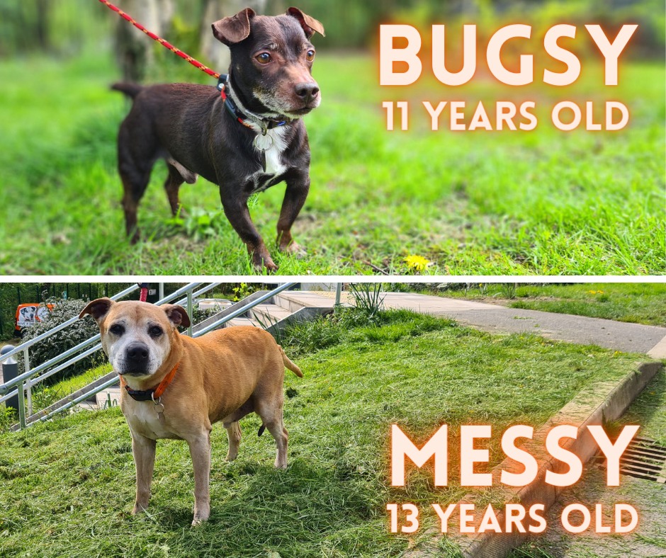 Please retweet to help Bugsy aged 11 and Messy aged 13 find homes (separately) #MANCHESTER #UK These two old boys may be grey around the muzzle, but they still have plenty of love and loyalty to give. Messy is quite active and enjoys his daily walks. He has met a number of…