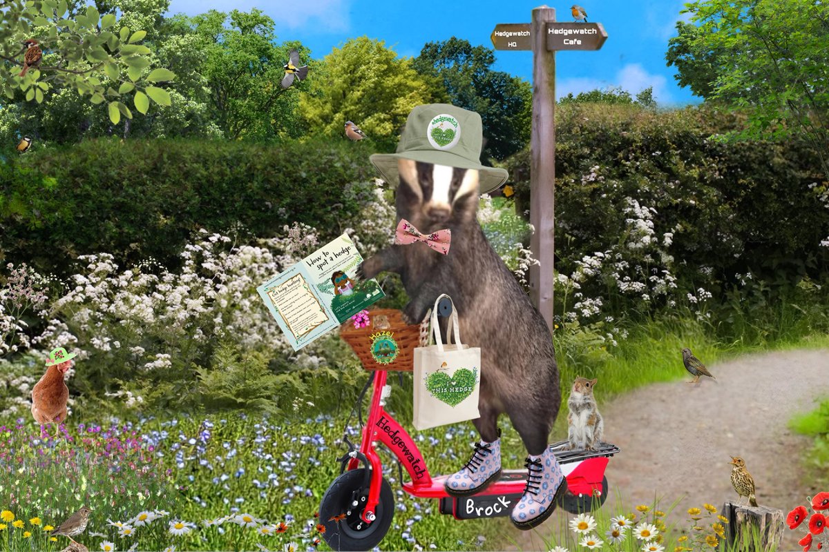 Well, we were worried that Brock had started a little early on the cocktails, but he seems to be steering his scooter just fine (although are his DMs on the wrong paws? 🤔) He's doing his favourite thing: exploring hedges 🌳🌳🌳 #Hedgewatch