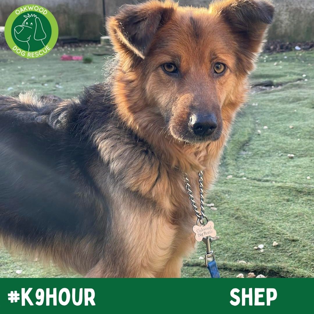 For #k9hour we have Shep looking his best in the hope to find his forever home💚
oakwooddogrescue.co.uk/meetthedogs.ht…
#teamzay #AdoptDontShop #RescueDog #dogsoftwittter  #adoptdontshop #rescue #dogsoftwitter #rehomehour