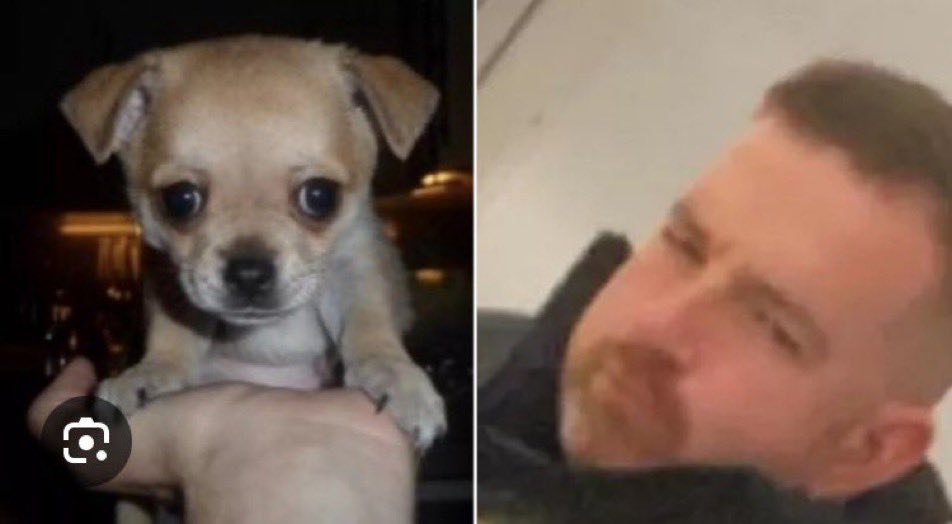 Scots mum flees home after sick ex tortured tiny chihuahua to death in bedroom. Donald Gollan, 35, was found guilty of violently attacking Laura Park’s 12-year-old Chihuahua Archie then throwing him out of a first floor window. Sentencing on May 22. dailyrecord.co.uk/news/scottish-…