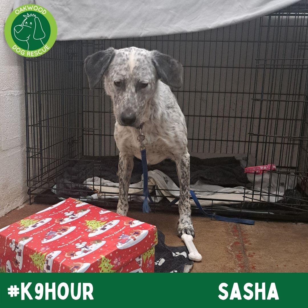 For #k9hour we have Sasha looking her best in the hope to find her forever home💚
oakwooddogrescue.co.uk/meetthedogs.ht…
#teamzay #AdoptDontShop #RescueDog #dogsoftwittter  #adoptdontshop #rescue #dogsoftwitter #rehomehour