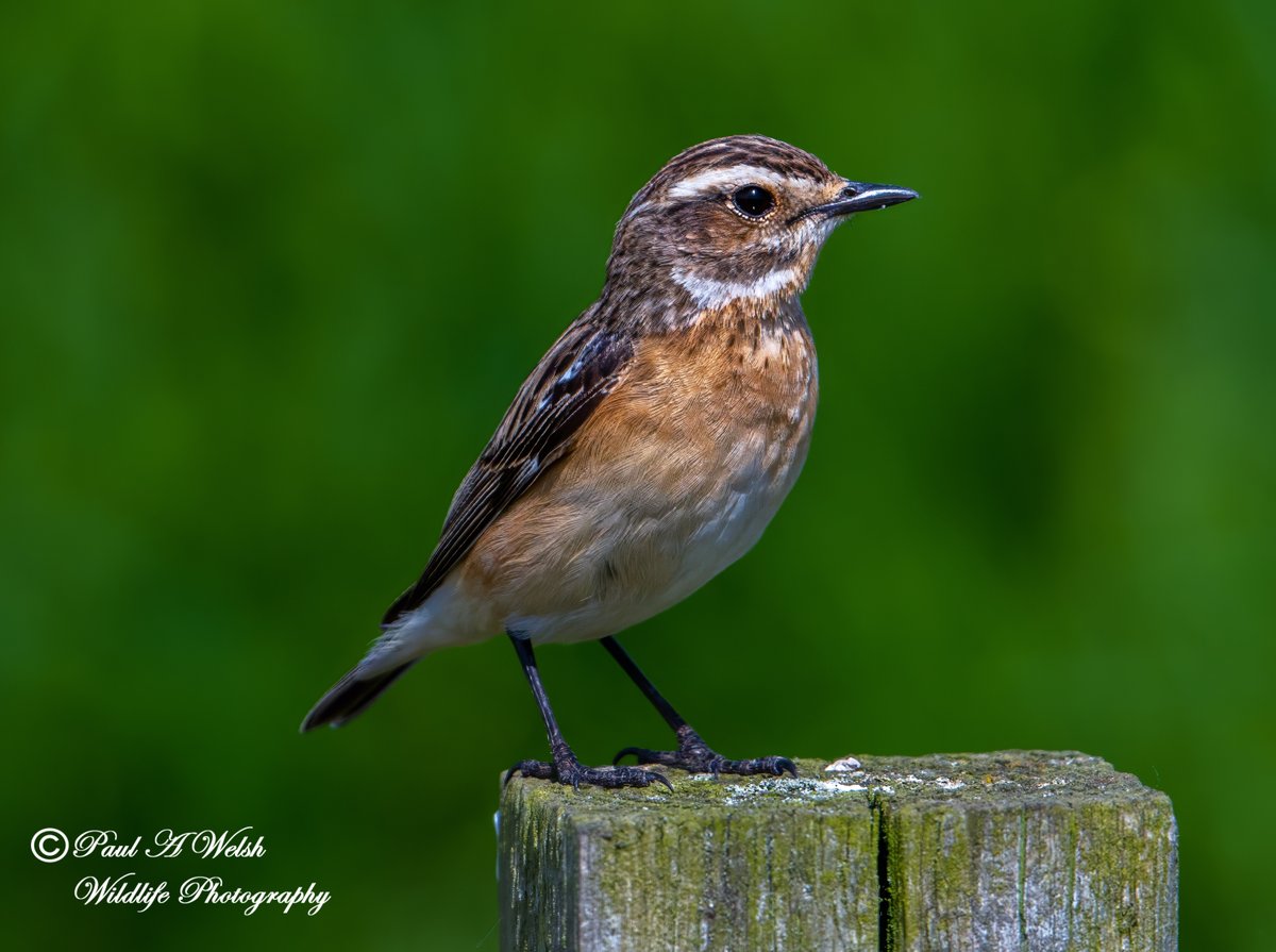 1st Female Whinchat, Zinc Works Road Teesside This Afternoon.
@teesbirds1 @teeswildlife @DurhamBirdClub
@Natures_Voice @NatureUK @WildlifeMag
@BBCSpringwatch @NTBirdClub #birds #wildlifephotography #Nikon