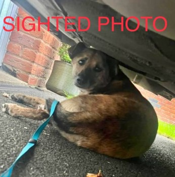 DEA FOUND SAFE. THANKS FOR RT's 😊🐾🐕 🆘12 MAY 2024 #Lost DEA #ScanMe NERVOUS ROMANIAN RESCUE Brindle Female Last seen: Oakthorn Grove #Haydock #StHelens #Merseyside #WA11 doglost.co.uk/dog-blog.php?d…