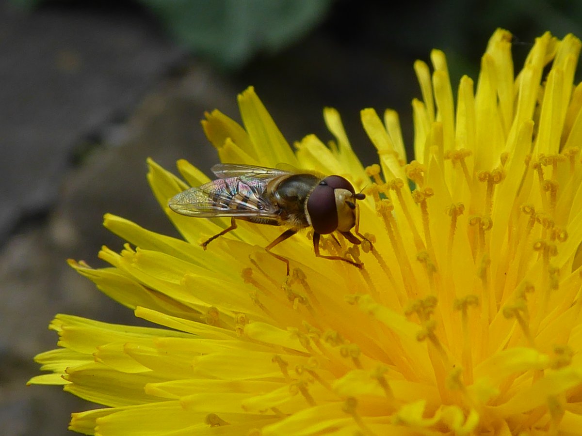 I had to abandon getting the bins in this morning as this little lovely was in the way and I didn't want to interrupt its breakfast 🙂 #Hoverfly #Dandelion #LoveNature #BeKind