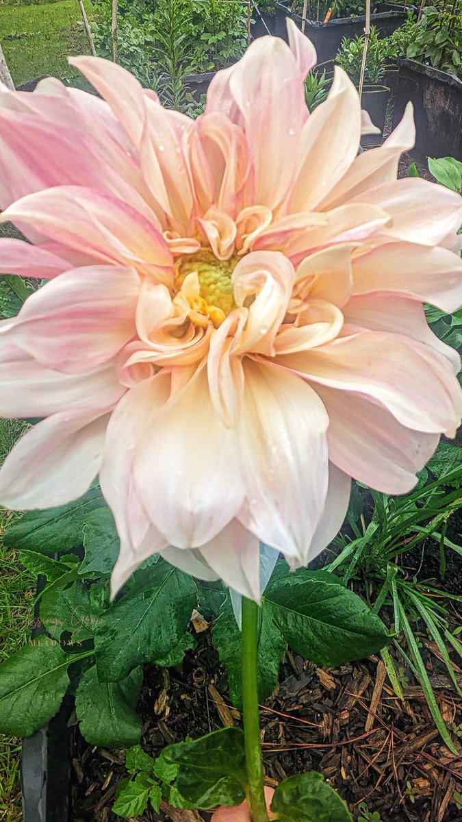Say what?! Cafe au Lait (CAL), the flower that usually takes forever to decide it's ready for the day, suddenly decided to show up early for the party! She's here to steal the spotlight with her 6-inch, fluffy-petal charm!  #dahlia #cafeaulait #locallygrown #growingwithpurpose