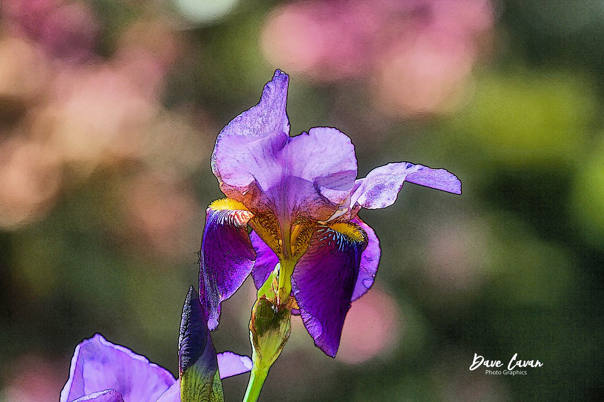 #dailybluemarble #flowers #iris A favorite from our garden - waited to get the light with a bit of backlighting, and enough of a dark backround. A definite sign that spring is finally around to stay. #nature #photography