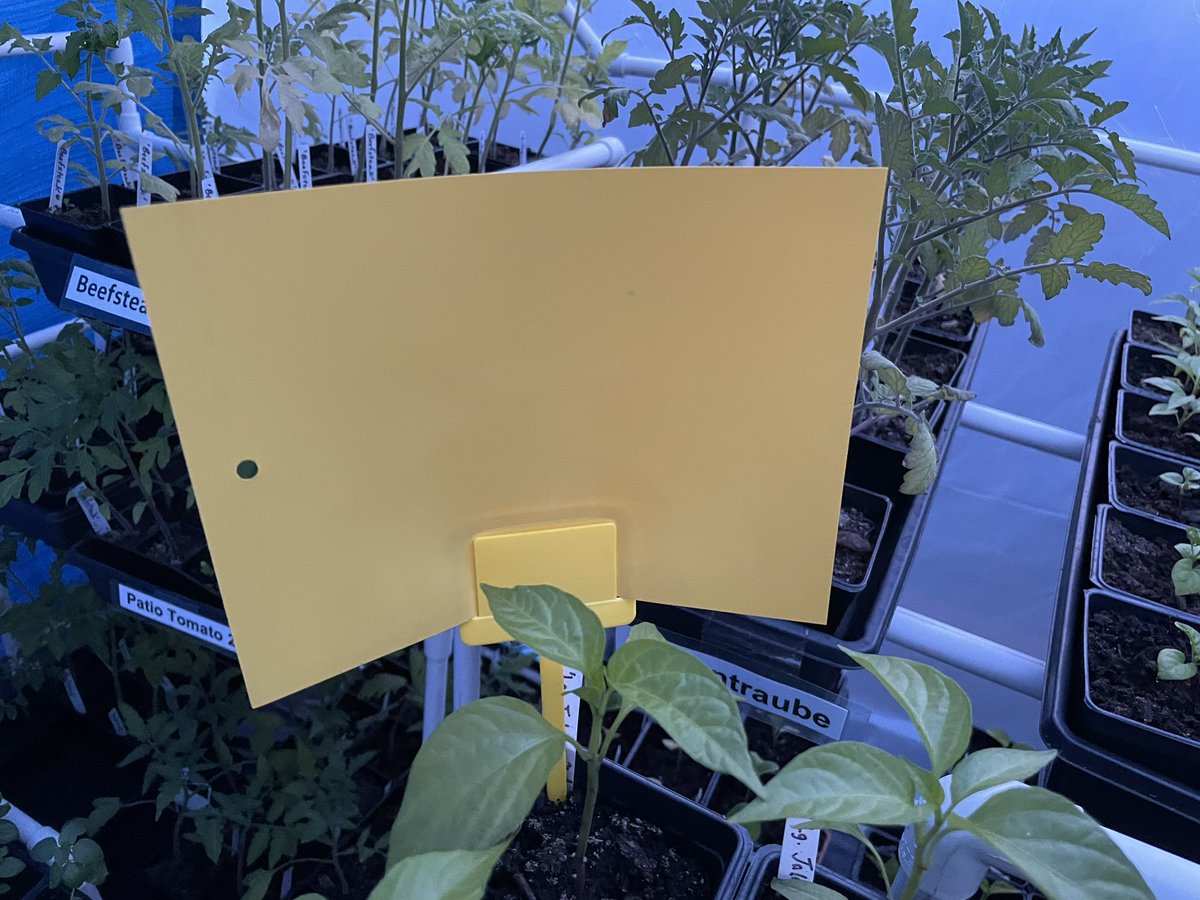 KenCasey17's tweet photo. Yellow sticky card bug traps as a preventive in the greenhouse. #greenhousing #gardening #yellowstickytraps https://t.co/1eNNUdHjjQ