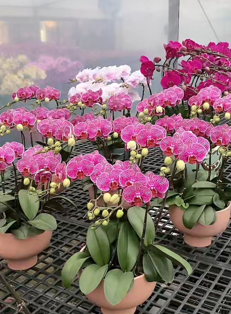 Pretty #orchids #flowers #flowerphotography
