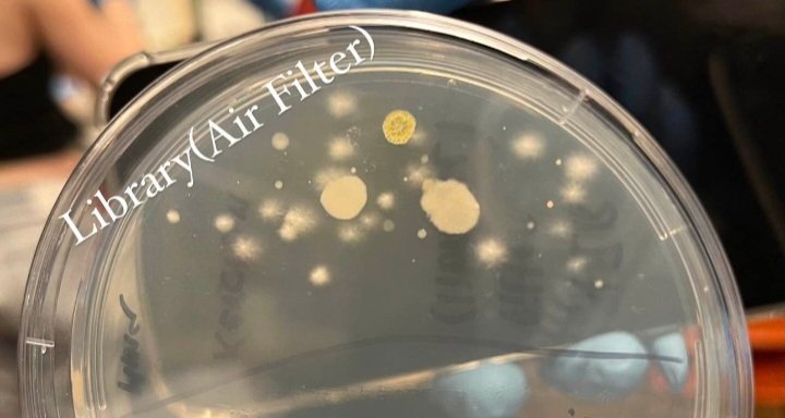 Here's the swab from the #corsirosenthalbox Students swabbed the filter part that nobody touches with their hands &oh #airborne bacteria! I will ask them to hypothesize why the filter has more bacteria than the library keyboard in the same place. Is it from respiration? dust? 2/