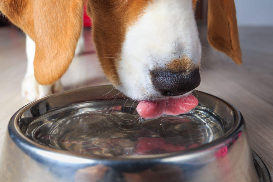 How to get your dog to drink more water: bit.ly/3q38qdC #petparents #dog #doghealth
