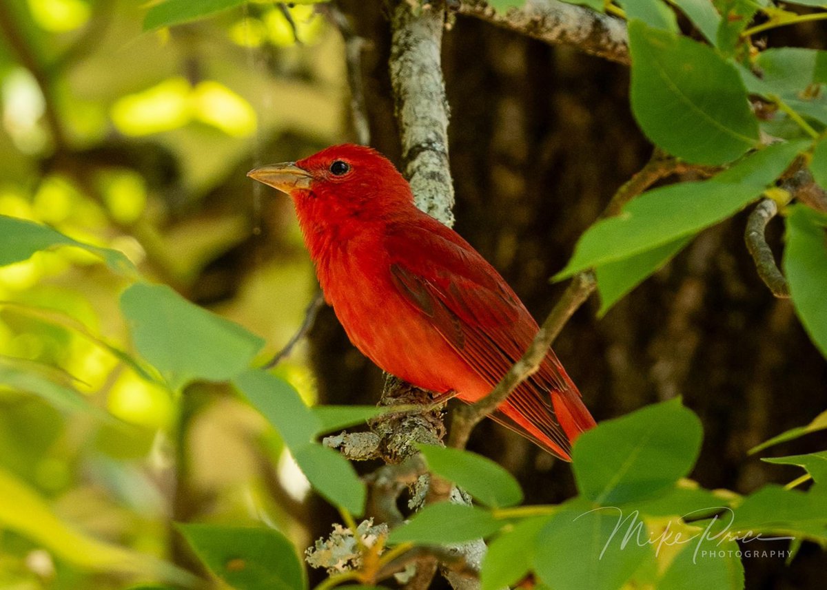 mikepricephotog's tweet photo. Male (red) and Female (in yellow) Summer Tanagers.  From Logoly State Park in Magnolia, Arkansas.

#arkansasstateparks #logoly #magnolia #summertanager https://t.co/KEyHtEyBXy
