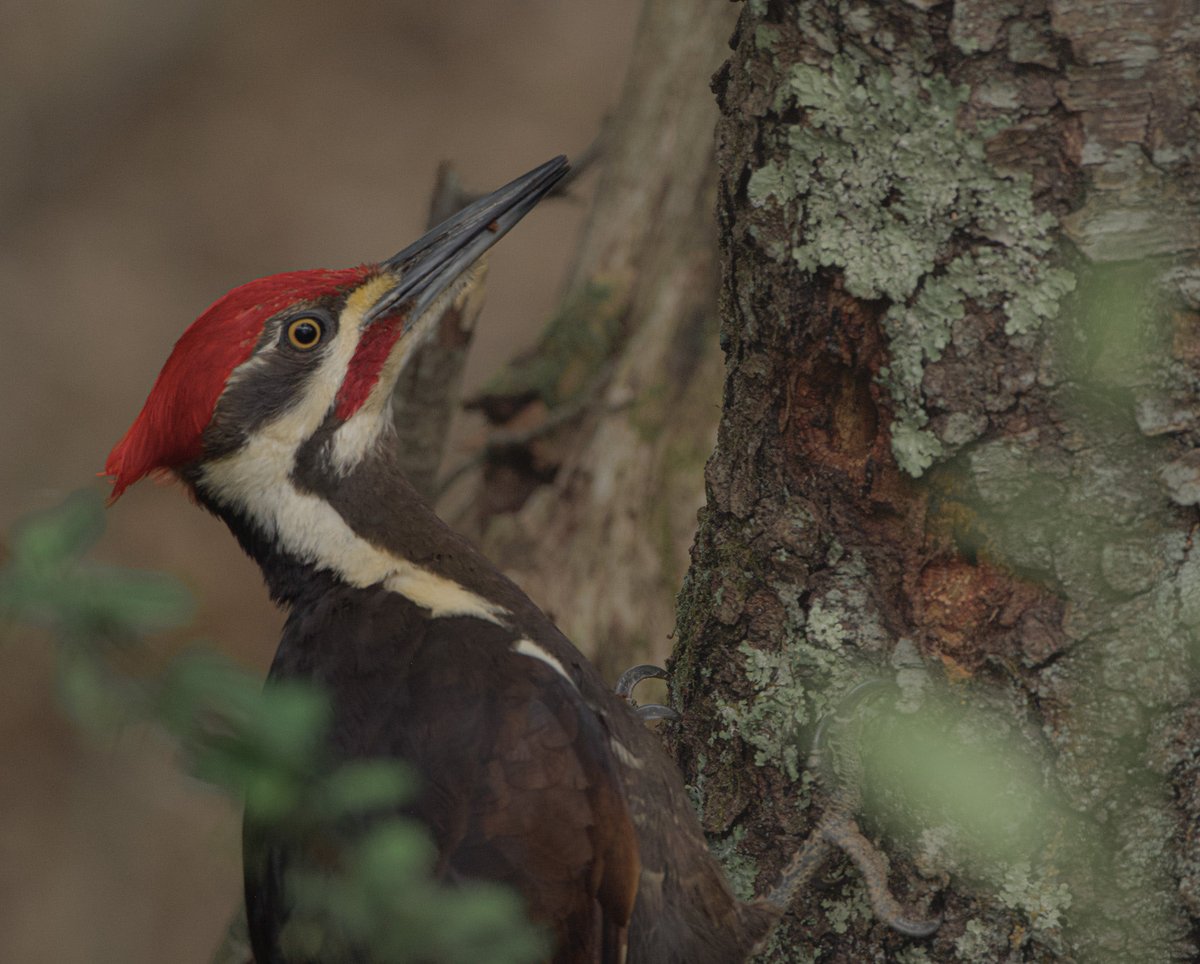 #Nature #Wildlife #Photography #WoodPecker #Birds 
Pileated Woodpecker seen along the Heritage Trail this morning.