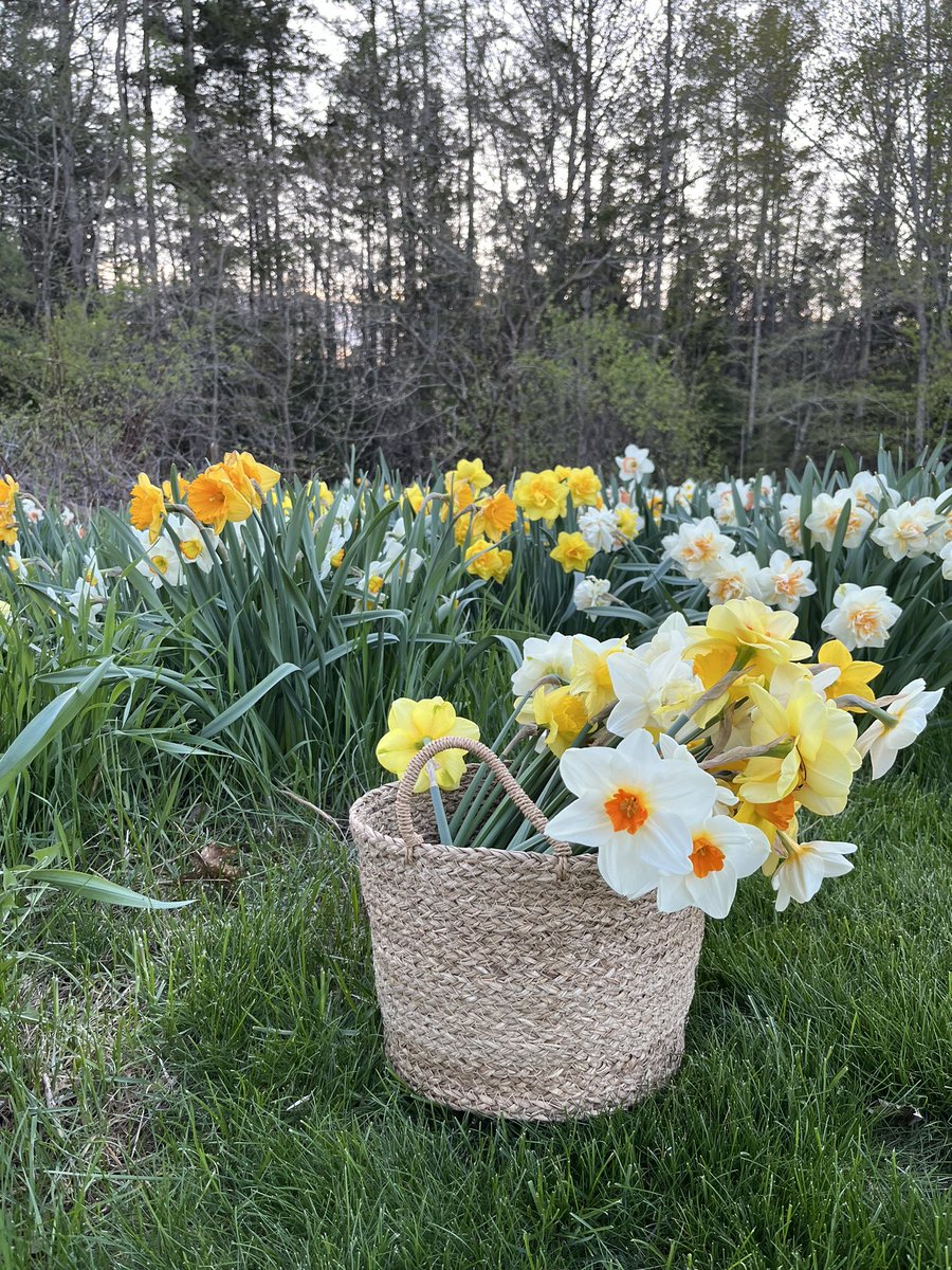 every year my older neighbor plants so so many daffodils and lets us come up and pick… he plants more now than he used to because he knows how much I love it :’) genuinely one of the highlights of my year
