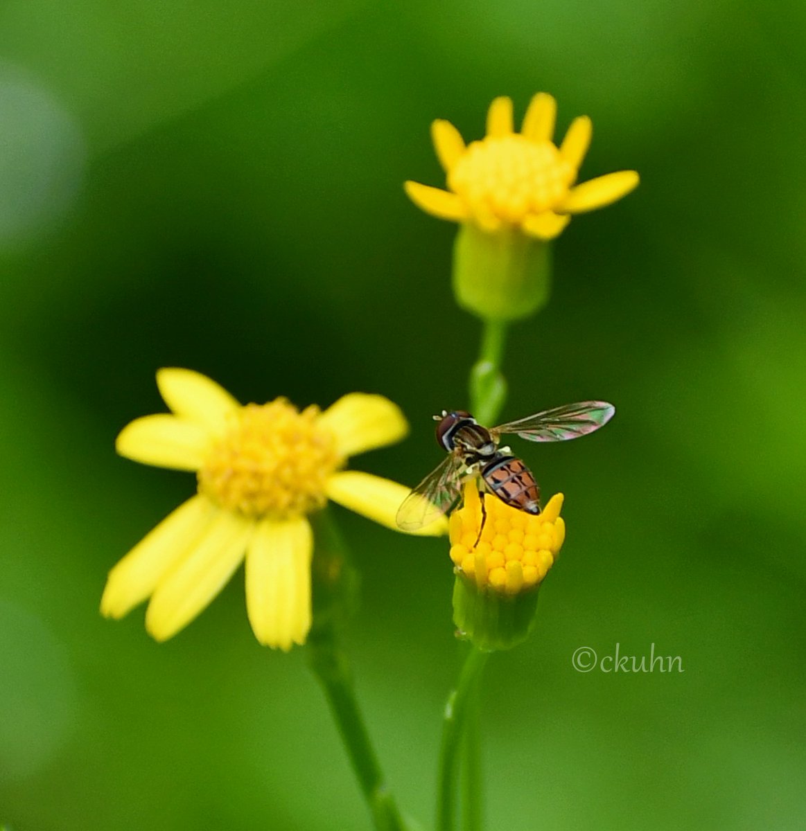 It's been a rainy #MacroMonday, but this hover fly was busy. #Insects #Flowers