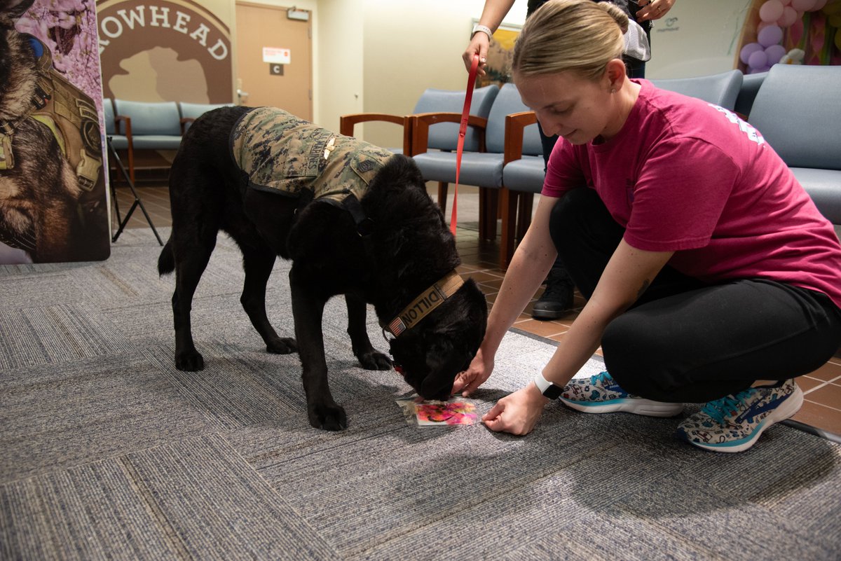 #MemoryMonday 🎨🐾 Discover how our heroes in scrubs unwound with the help of some furry friends and a splash of color. Spoiler: It was paw-sitively heartwarming! 🐶💕 

Learn more: walterreed.tricare.mil/News-Gallery/A…

#NursesWeek #WalterReedFacilityDogs