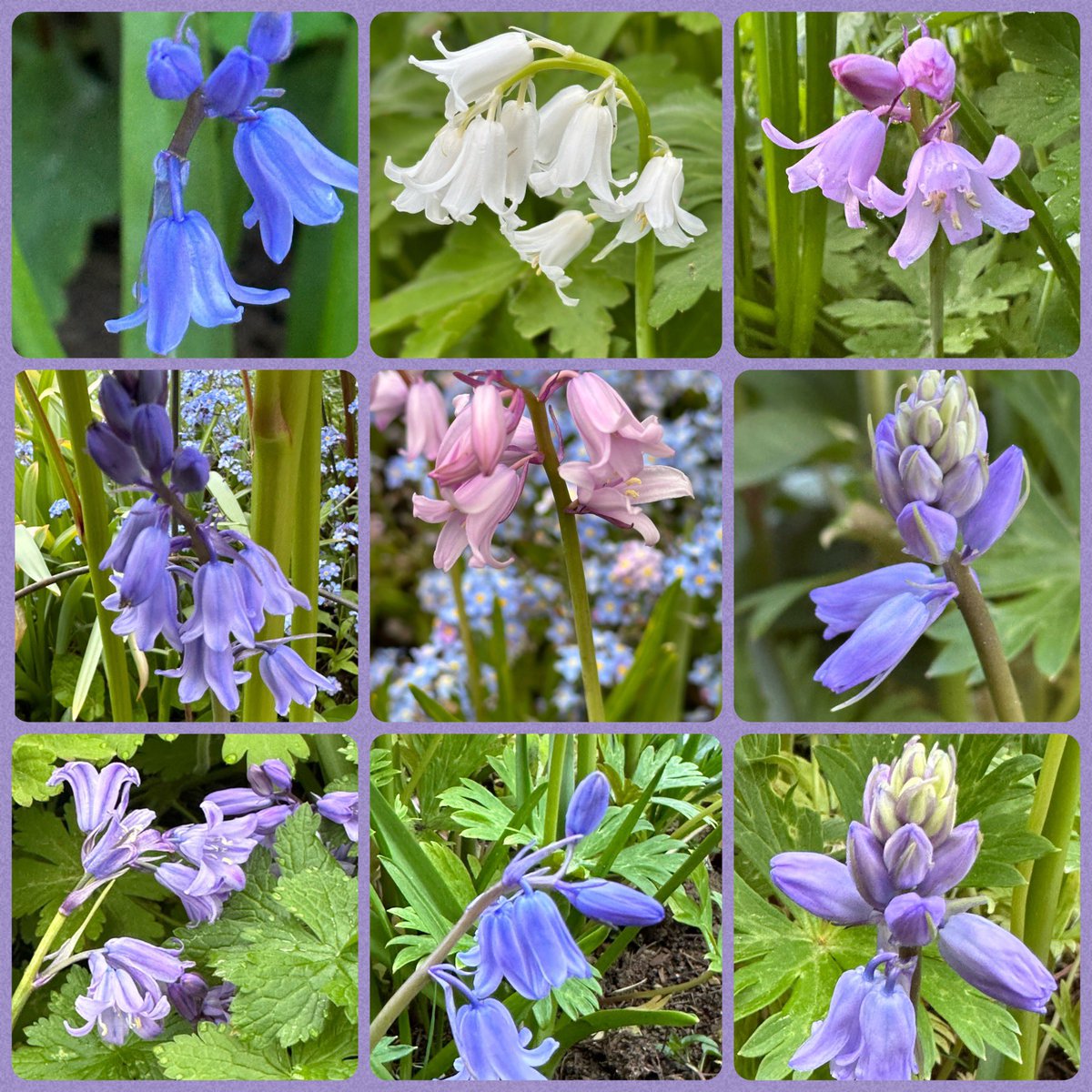 I don’t have many #bluebells in #MyGarden but I love the #flowers and look forward to them spreading.

#SpringFlowers #SpringBulbs #Gardening