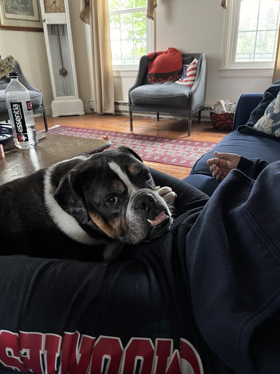 KristineDeBell's tweet image. Charley is just the cutest! #thatface