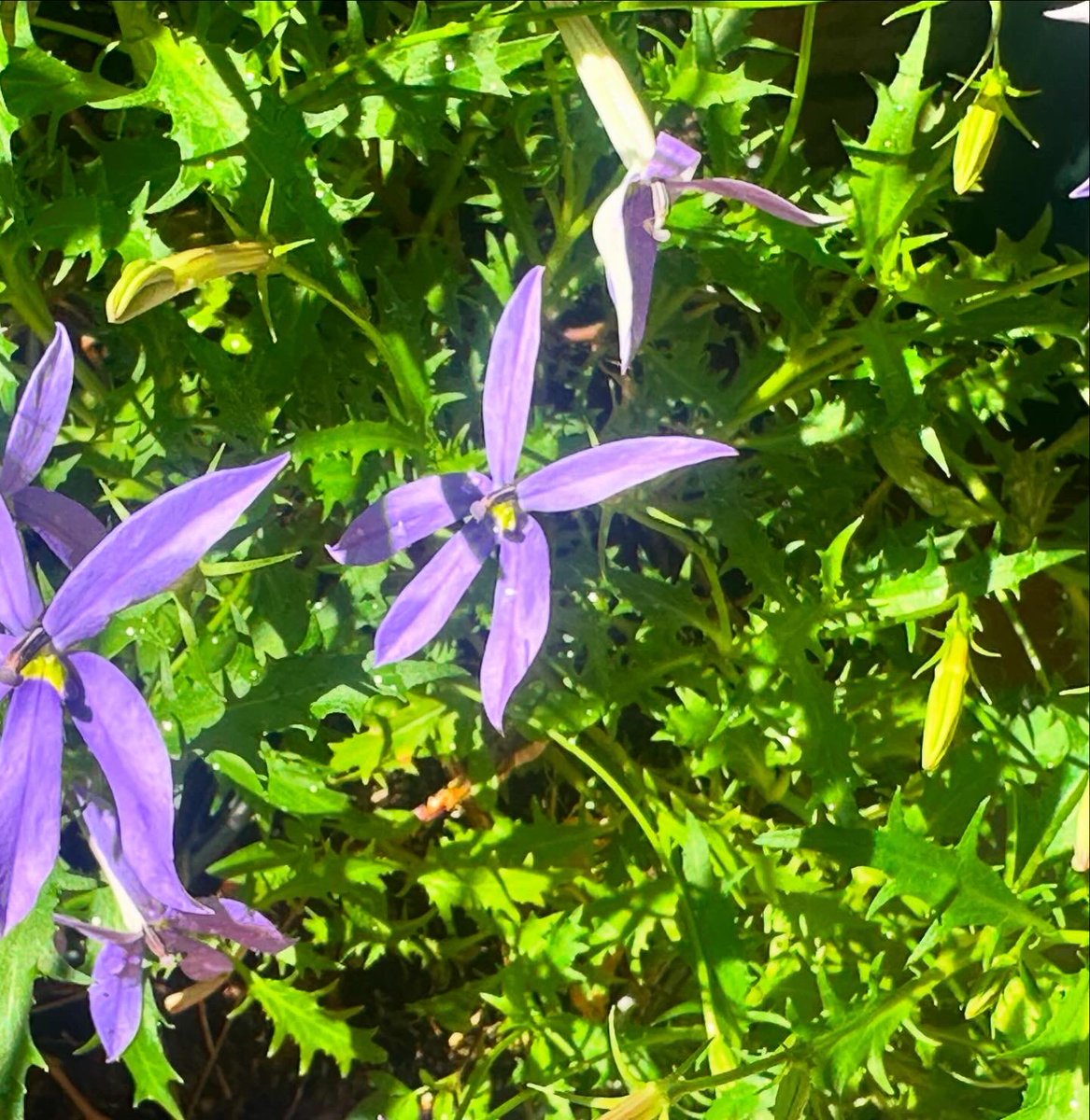 紫の星みたいなイソトマは昨年植え付け屋外で冬越しをした奇跡の子。
日本では一年草として扱われてるけど屋内だったら冬越しできるから多年草とも言われてるらしい。