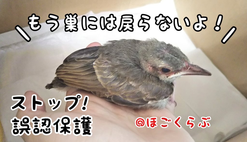 NPOhogoclub's tweet photo. 「ヒナが落ちてる！助けなきゃ！」
ちょっと待って!!!
その子は飛ぶ練習中かも💨
そっとしておいてあげてください😣
道路にいて危なければ生け垣の側に移動すれば大丈夫です
※人の匂いがついても全く問題ありません！
#ほごくらぶ #野鳥 #雛  #市川市 #ヒナを拾わないで #愛鳥週間 #誤認保護 https://t.co/dHc8MzEVbZ