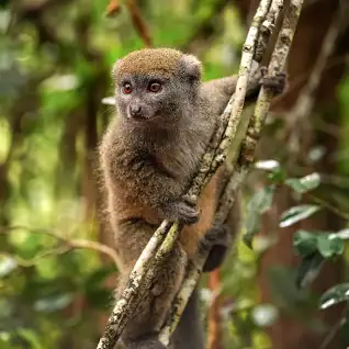 mydogsnoopy's tweet photo. @BoyeahLeah @earpdivisionxpo @gregisin Eastern lesser bamboo lemurs are the smallest of the bamboo lemurs - only 2 pounds & standing about 13 inches tall. They have uniformly grey fur that is dense enough to keep them dry in the tropical rainforest they call home.
#BuffysMonkeys
#WynonnaEarp #Tubi #WelcomeHomeWynonna https://t.co/VTz3v0Xr0j