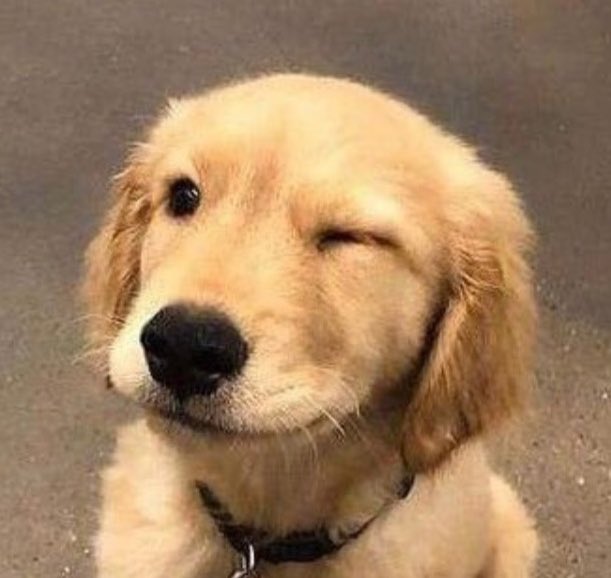 세랑해 tweet media