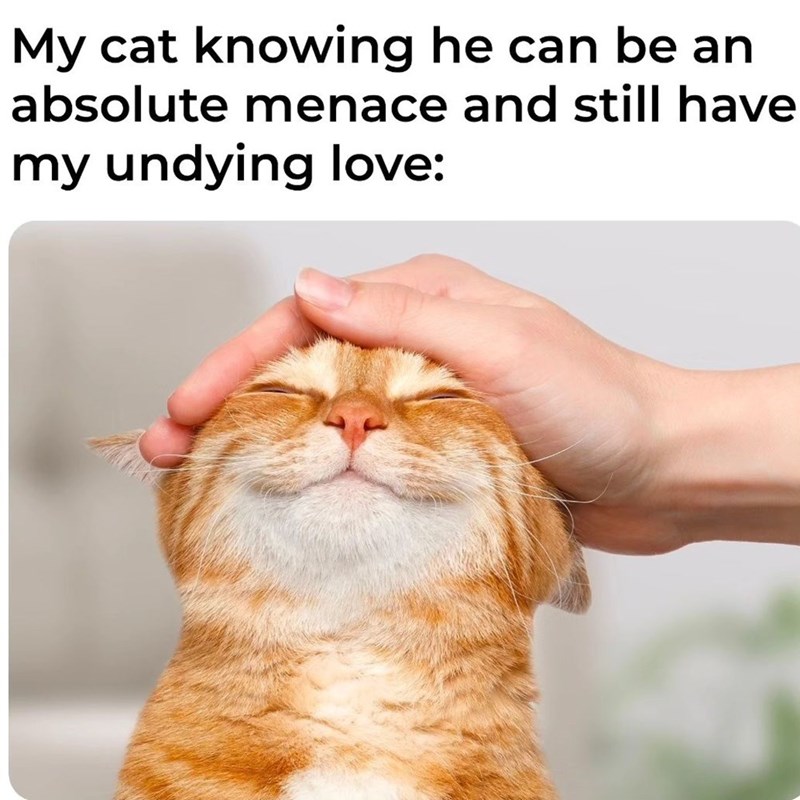 🙄😅
#catmemes #Memes #memesdaily #meme #CatsOfTwitter #CatsLover #cats #cat #kitty #ViralCats #FunnyCats