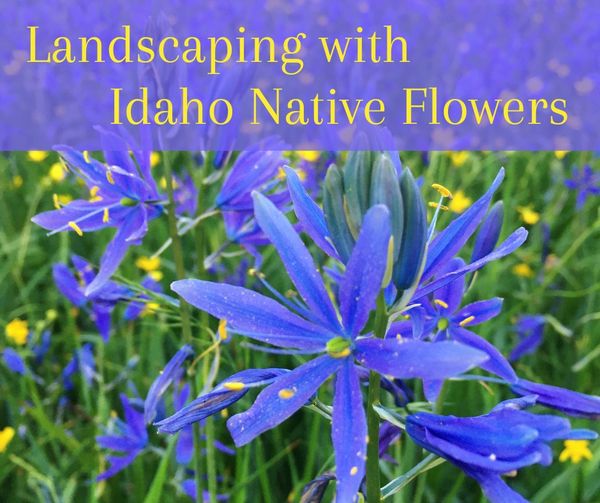 Say goodbye to boring landscapes and plant Idaho native flowers! ~cz
bit.ly/IdahoNativeFlo…
#nativeflowers #2CMasterGardeners #landscape