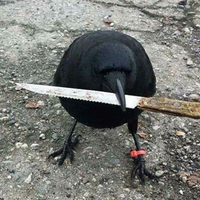 @SnoopDogg @FallonTonight @jimmyfallon crow with knife