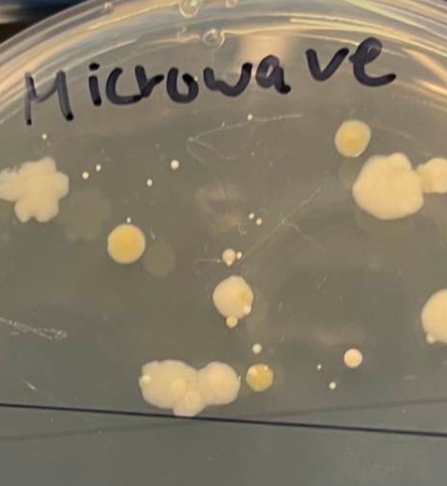 bced students swabbed various touch surfaces to see whether they could grow bacteria. They formed a hypothesis on which surfaces would yield bacteria. Each little beige dot represents a colony forming unit. some are slow growing (L)some are more numerous & faster growing (R) 1/