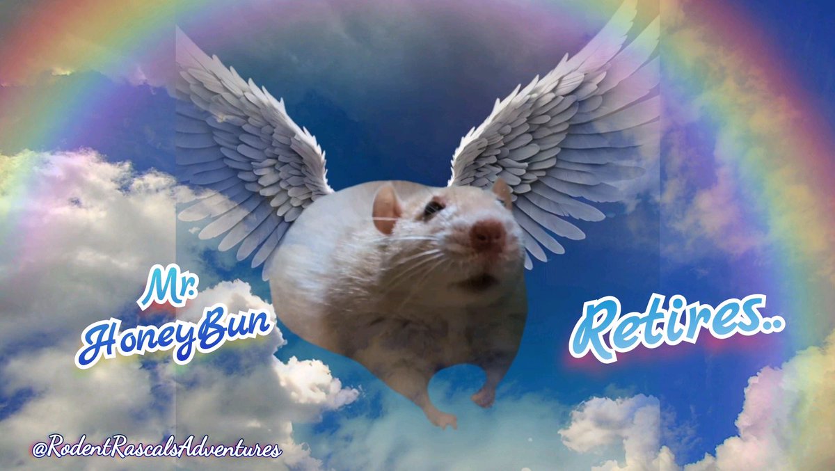 🐁🪽 #Retired 🌈 I'll miss all of you, but don't worry, because I'll still be watching over you all, and I thank you for all the love and attention you gave me... #ThankYou #rat #ratlife #petrat #petloss #ourangel #fancyrat #photooftheday ❤️🐹🐽🐀💻⬇️ #RodentRascalsAdventures