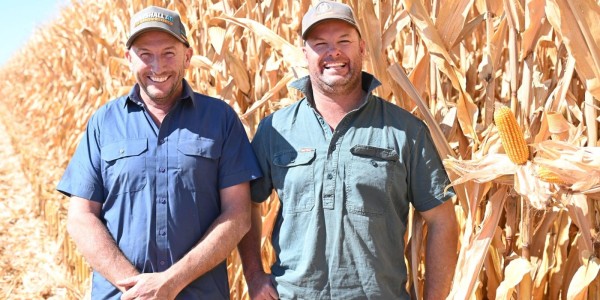 A mixed season for corn has seen significant fall armyworm damage in Qld and a bumper season with a new yield record set in the south

👉 loom.ly/dFx2QhQ