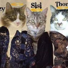 Good meowing & a happy #TunaTuesday from Angel Gizzy, Angel Thori and lil Angel  Sisi, da second hand kittehz & momcat, even though FAILBOOK UNPUBLISHED my cats´ FB page & all 3 others of my 4 pages, why I´m on Twitter & Printerest in the main now. 
😭😭😭😻😻😻💖💖💖☮️☮️☮️