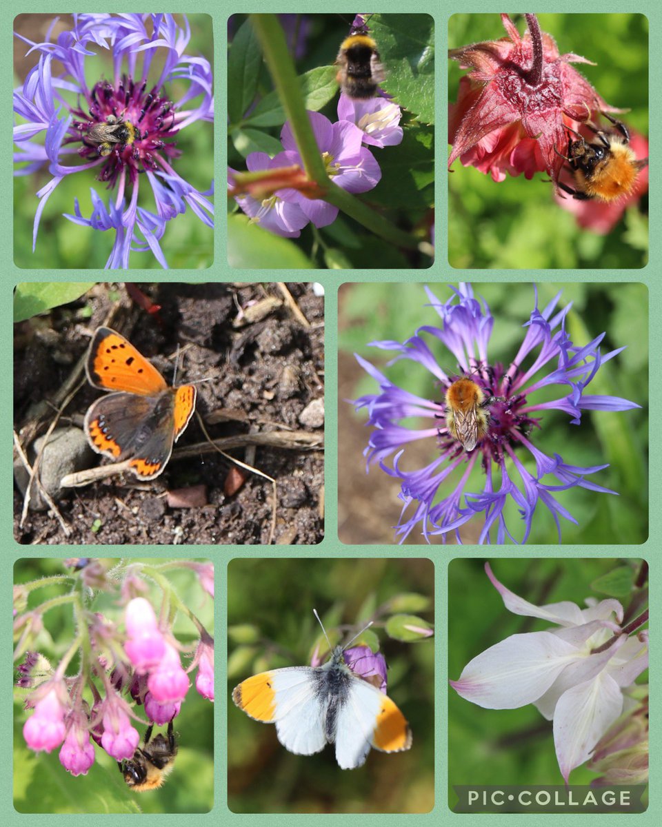 Bumblebees and butterflies in the garden this week for #GardensHour 🐝🦋🌼🐝🦋🌸🐝🦋