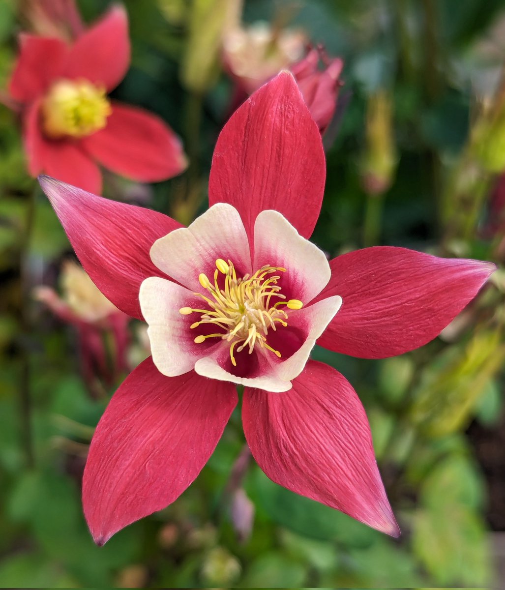 Shining bright ☀️
Aquilegia - 'Red Star' 🌿 ❤️‍🔥 ✌️😌
#GardensHour #Flowers #Spring