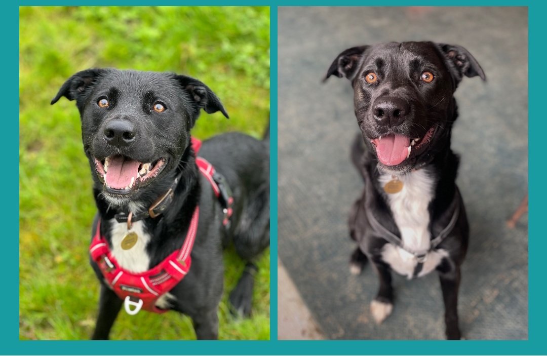 Barney is lookin for a home He is a 2yr old Collie Cross Can your RT find him a home 🏡 Check out the website for lots more information & all enquiries #Gloucestershire #AdoptDontShop #rehomehour #k9hour cotswoldsdogsandcatshome.org.uk/animals/barney/