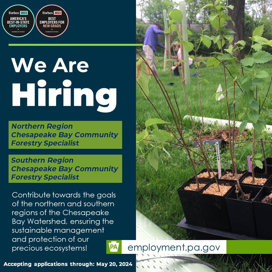 DCNR is hiring Northern and Southern Region #ChesapeakeBay Community Forestry Specialists to educate residents and increase quality of life in PA urban/suburban settings through tree planting and tree care work in the Bay watershed. Learn more, apply ➡️ bit.ly/3wiVupL.