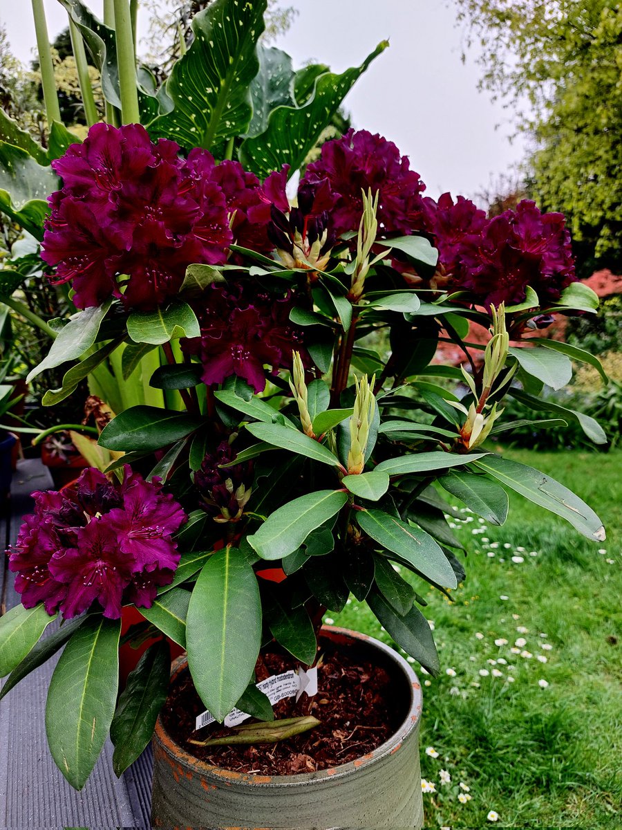 I need to find a spot for this rhodie, it's been sitting in it's pot since last spring #GardensHour