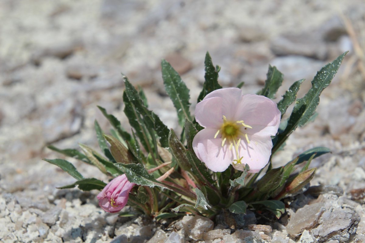 Happy #WildflowerWeek 💮!
The Tufted Evening Primrose thrives in the arid prairie climate, its blossoms opening primarily at night to attract nocturnal pollinators. Humans have even discovered the healing properties of this fragrant flower's roots can relieve swelling!