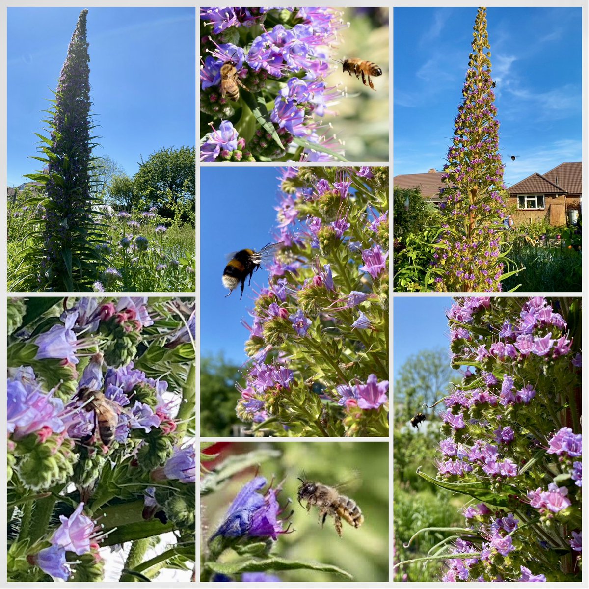 Our brilliant Echium pinanana is buzzing with bumblebees, honeybees & solitary bees. Everyone should have one! Yesterday when photos were taken, it was summer. Today its summit is shrouded in cloud.  It’s 4.5m high & still growing. #GardensHour.