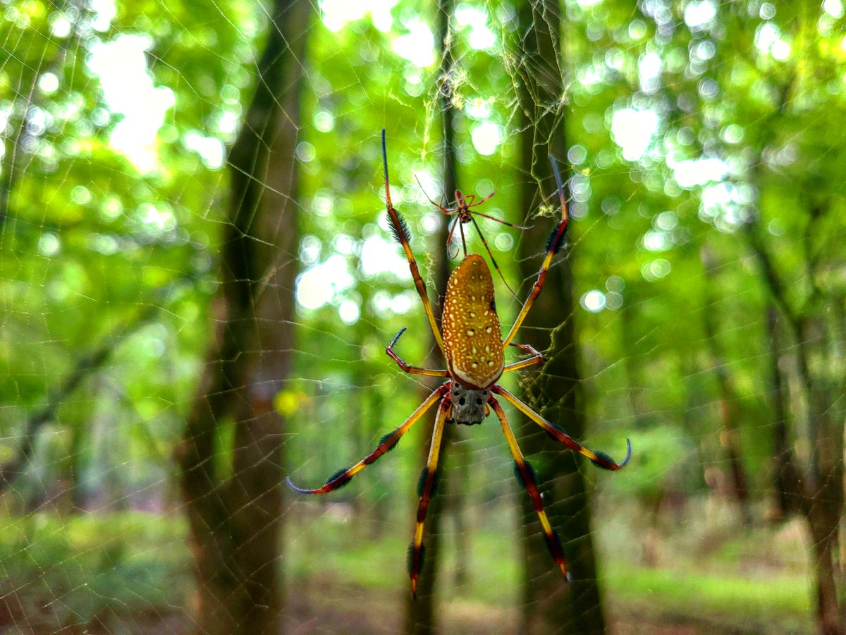 The itsy, bitsy spider went up the waterspout...🕷️ These are the golden-silk orb weavers, aka banana spiders, and the females are considered the largest non-tarantula arachnid in North America. Photo at @congareenps by Adrienne Espinosa