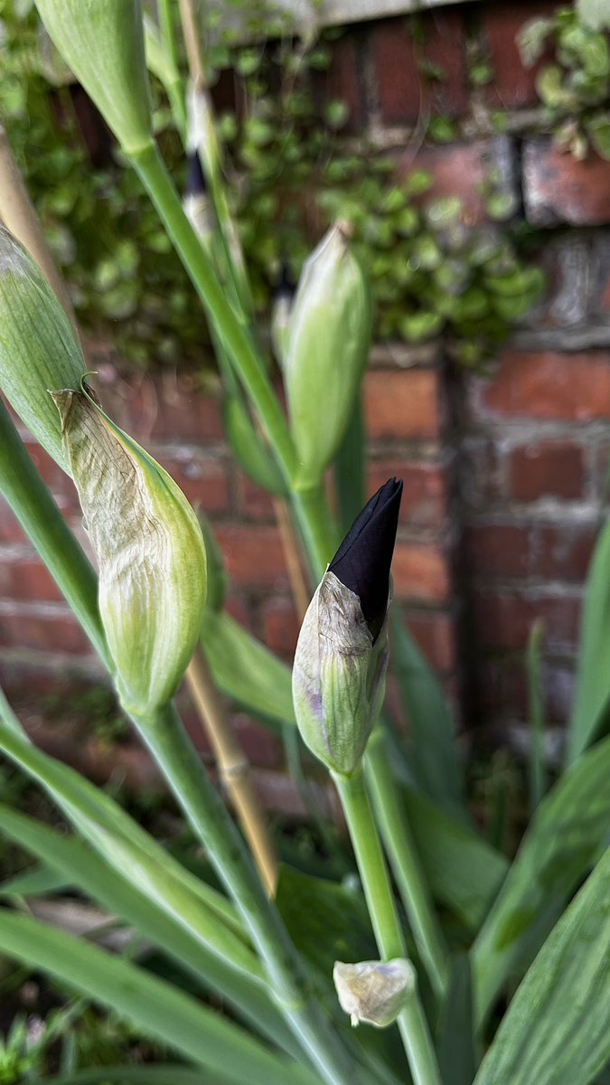 My “Black Dragon” bearded iris is actually getting ready to flower for the first time, even though I’ve had it for years! So it’s been a surprisingly  successful week in the garden as I assumed it would never be happy and had failed 😂 #GardensHour 🖤🥳