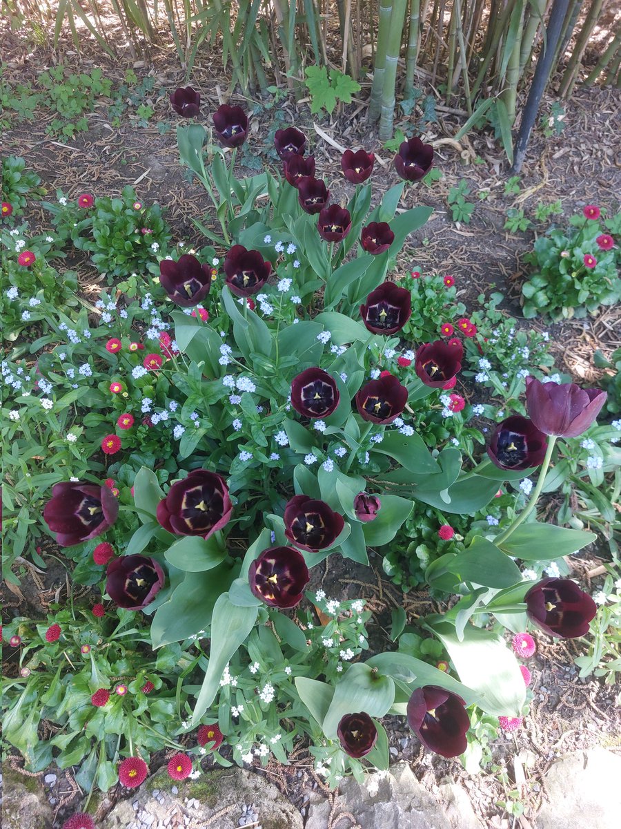 I'm in love with these dark purple tulips that are almost black! 💜🖤

#GardensHour