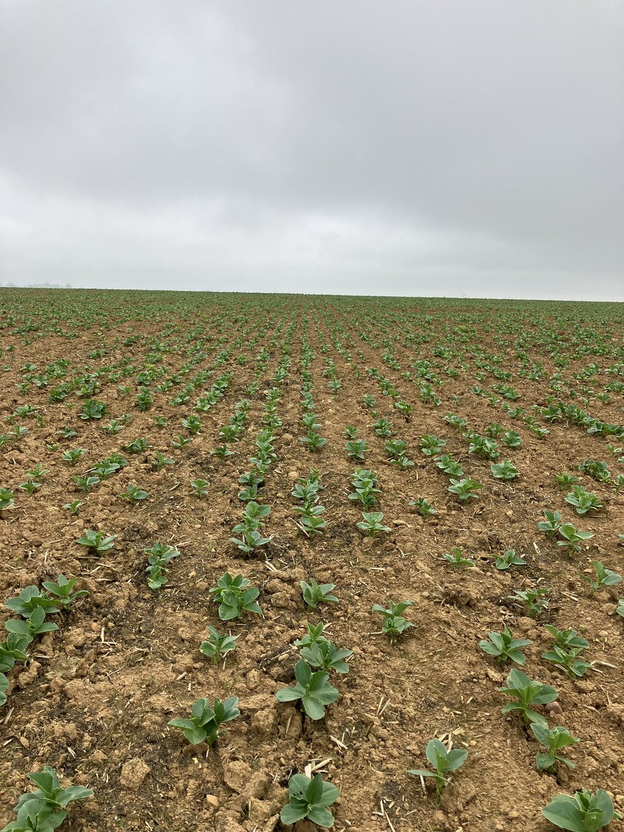 jonsweet7530's tweet photo. Crops starting to perk up in the sun over the last week https://t.co/glFcCGkelv