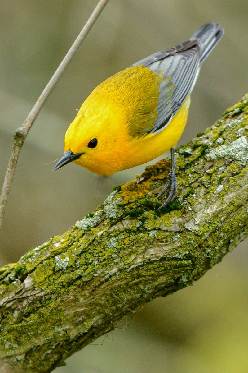 Magee Marsh offers some of the best Prothonotary Warbler viewing anywhere. Their migration often ends at the boardwalk as they enjoy the bug buffet and select a good cavity for nesting. 💛
#BWIAB #MageeMarsh #Birds #BirdTwitter #TwitterBirds
