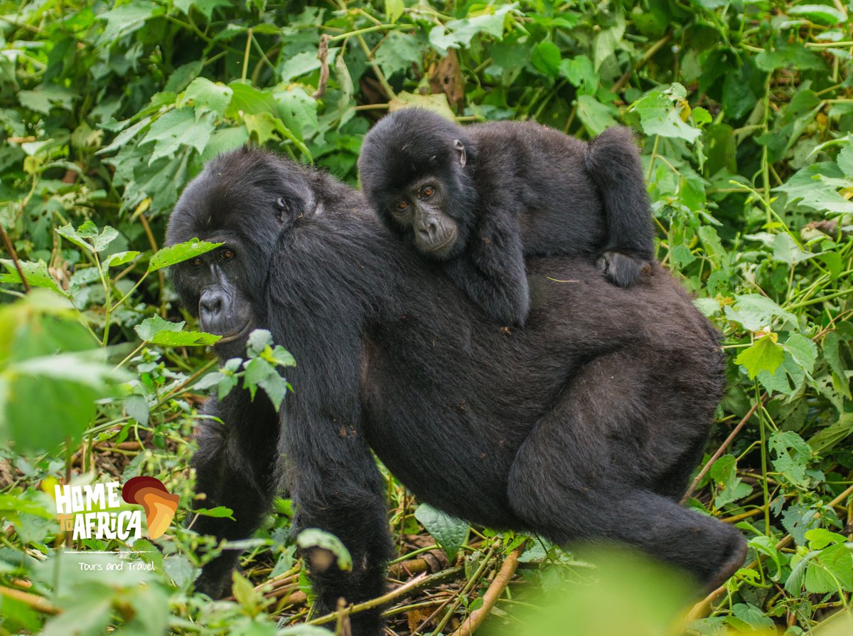 Who's up for a gorilla trekking adventure? Join us on an unforgettable journey deep into the heart of the jungle to see these majestic creatures. 🦍

#hometoafricatours #gorillatrekking #exploreuganda #visituganda #eastafrica #safari