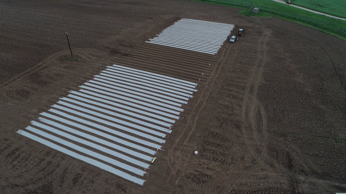 Drone pics of Hutchinsons northern maize trials today lots of effort by the team ⁦@Hutchinsons_Ag⁩