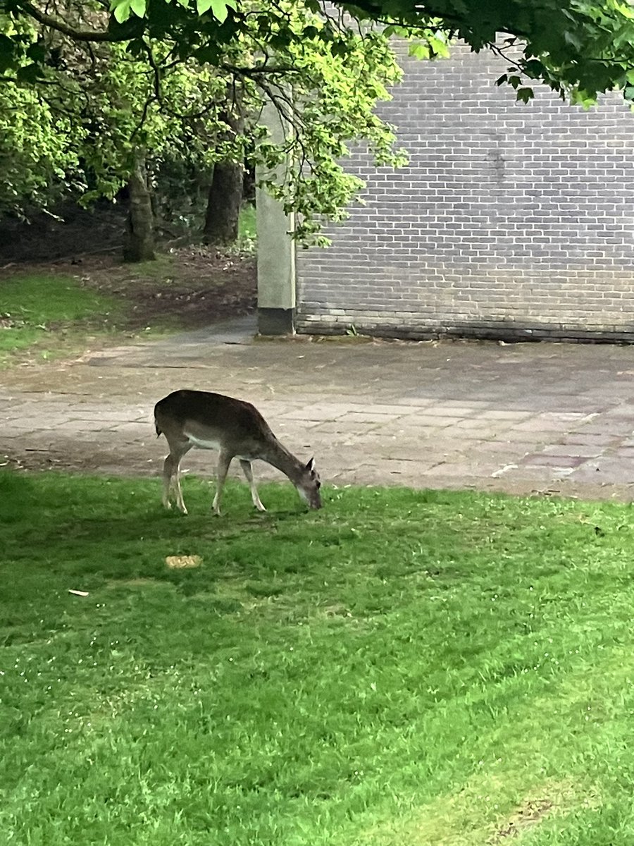 East Renfrewshire Instrumental Music Sevice tweet media