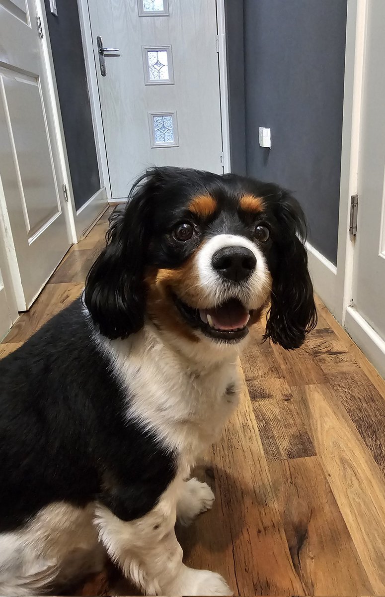 Our 'smiley' @Theocav2019 waiting for his evening walk 😍 He's still not back to normal but better again today than yesterday 🙏 #cavpack